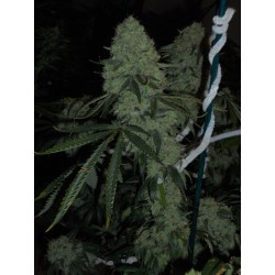 Deadhead OG Femminizzata - Cali Connection