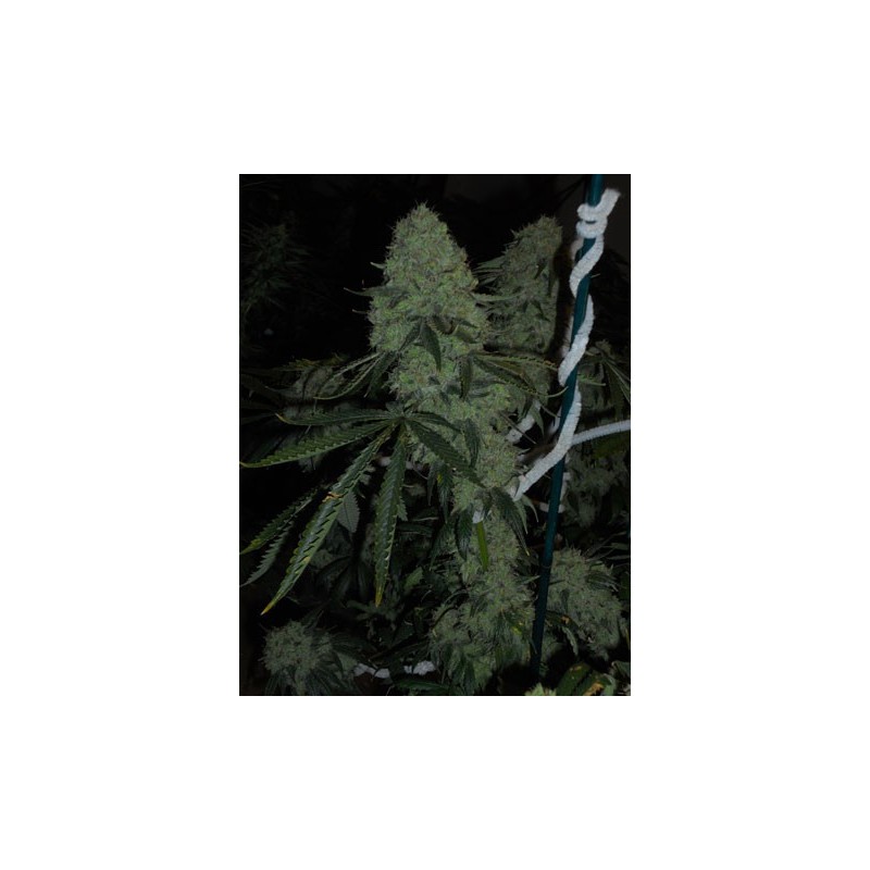 Deadhead OG Femminizzata - Cali Connection