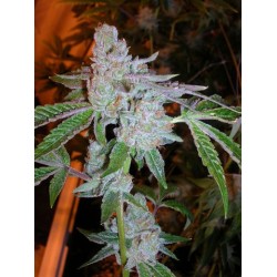 Tahoe OG Kush Femminizzata - Cali Connection
