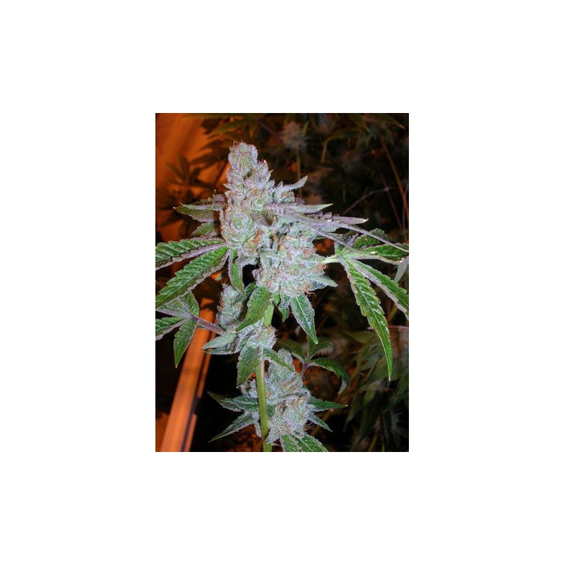 Tahoe OG Kush Femminizzata - Cali Connection