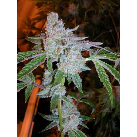 Tahoe OG Kush Femminizzata - Cali Connection