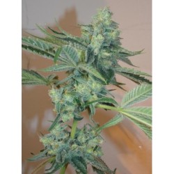 Girl Scout Cookies Femminizzata - Cali Connection