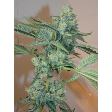 Girl Scout Cookies Femminizzata - Cali Connection