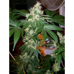 Chem Valley Kush Femminizzata - Cali Connection