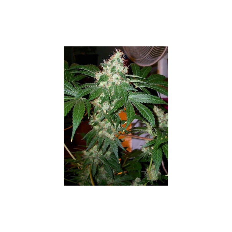 Chem Valley Kush Femminizzata - Cali Connection