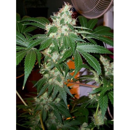 Chem Valley Kush Femminizzata - Cali Connection
