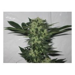 818 Headband Aka Sour OG Femminizzata - Cali Connection