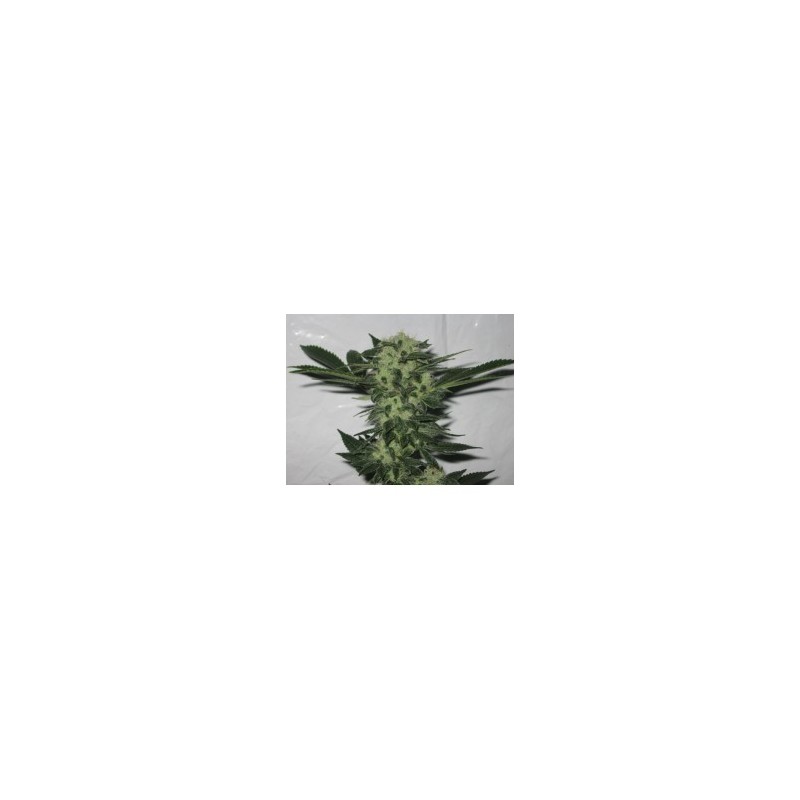 818 Headband Aka Sour OG Femminizzata - Cali Connection
