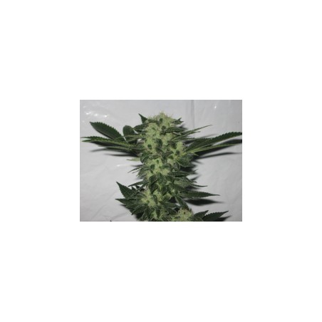 818 Headband Aka Sour OG Femminizzata - Cali Connection