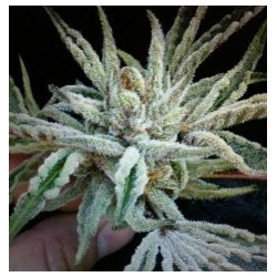 Buddha Tahoe OG Femminizzata - Cali Connection
