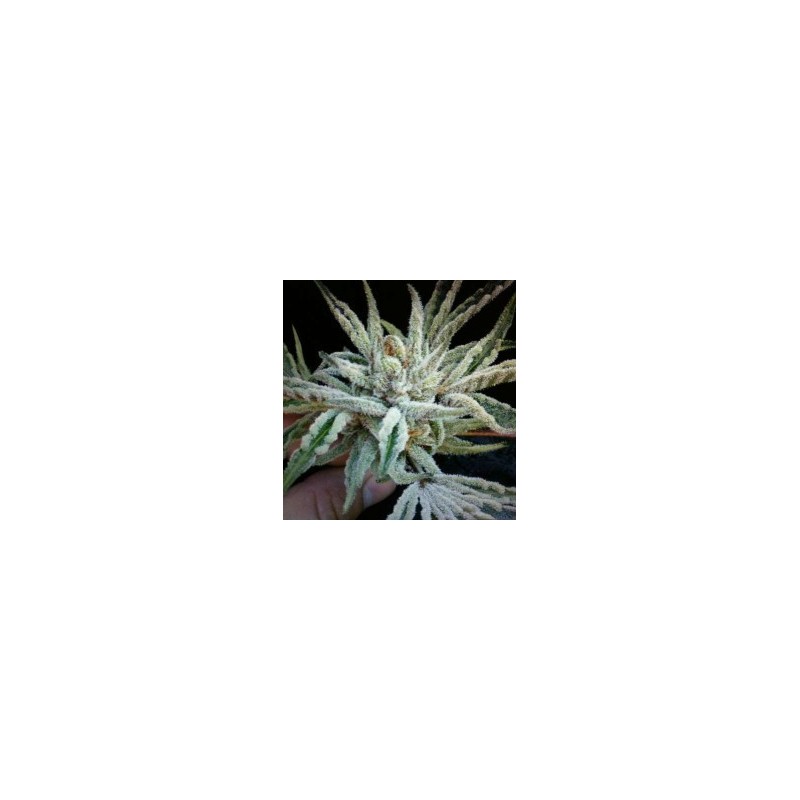 Buddha Tahoe OG Femminizzata - Cali Connection