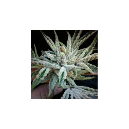 Buddha Tahoe OG Femminizzata - Cali Connection