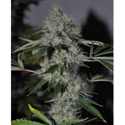 Chem 4 OG Femminizzata - Cali Connection