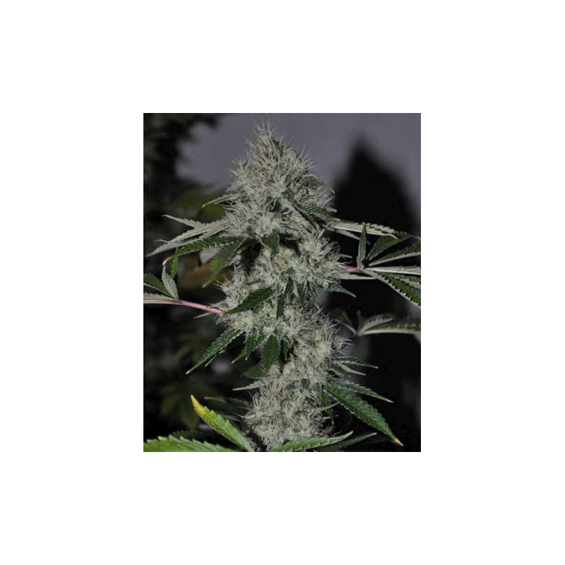 Chem 4 OG Femminizzata - Cali Connection