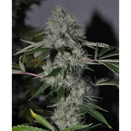 Chem 4 OG Femminizzata - Cali Connection