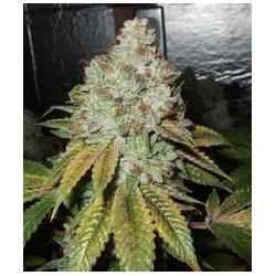 Larry OG Kush Femminizzata - Cali Connection