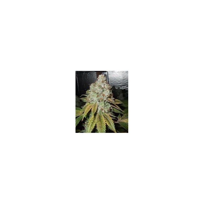Larry OG Kush Femminizzata - Cali Connection