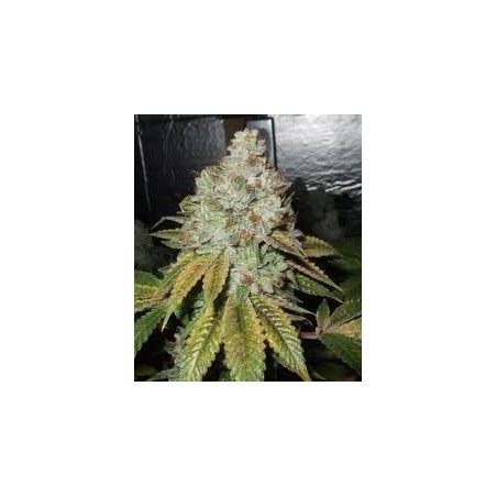 Larry OG Kush Femminizzata - Cali Connection