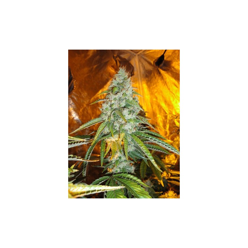 Original Sour Diesel Femminizzata - Cali Connection