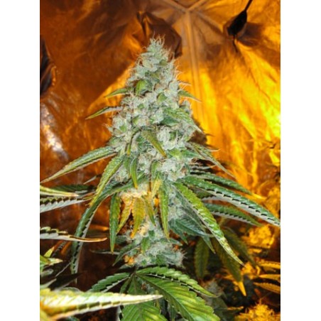 Original Sour Diesel Femminizzata - Cali Connection