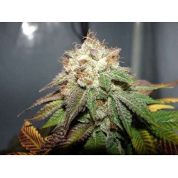 Pre98 Bubba BX2 Femminizzata - Cali Connection