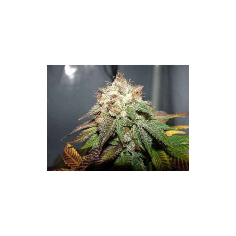 Pre98 Bubba BX2 Femminizzata - Cali Connection