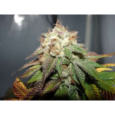Pre98 Bubba BX2 Femminizzata - Cali Connection