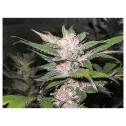 Purple Chem Femminizzata - Cali Connection