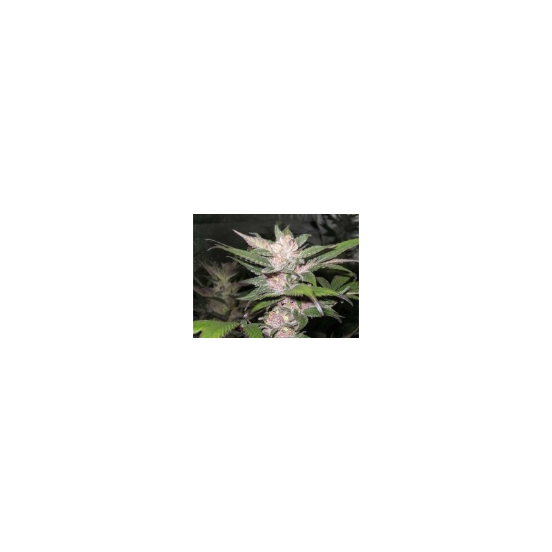 Purple Chem Femminizzata - Cali Connection