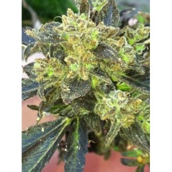 Boss Hogg Femminizzata - Cali Connection