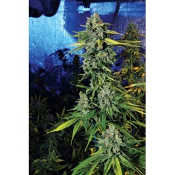 Blue Dream Haze Femminizzata - Cali Connection