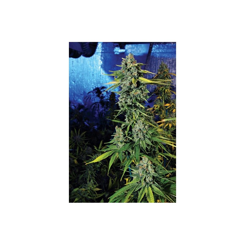 Blue Dream Haze Femminizzata - Cali Connection
