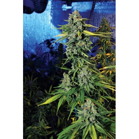 Blue Dream Haze Femminizzata - Cali Connection