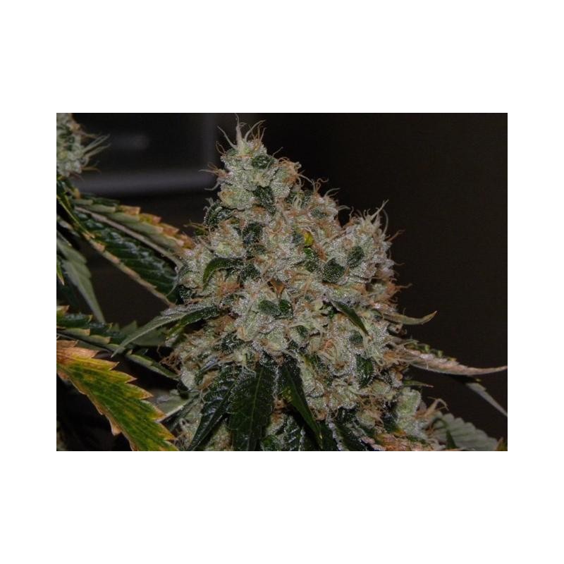 Chem 91 Femminizzata - Cali Connection