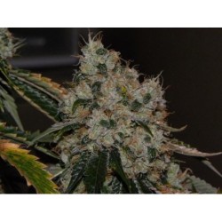 Chem 91 Regolare - Cali Connection