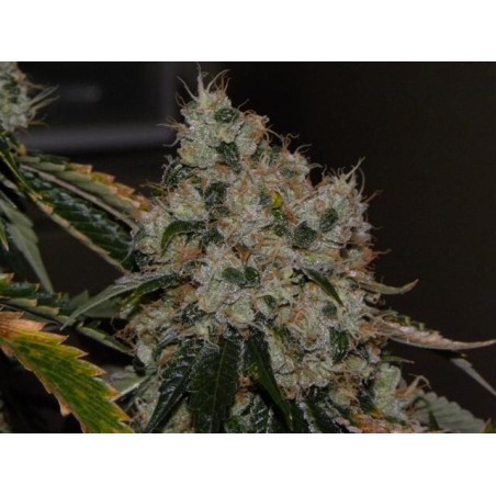 Chem 91 Regolare - Cali Connection
