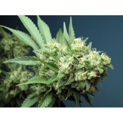 Green Crack Femminizzata - Cali Connection