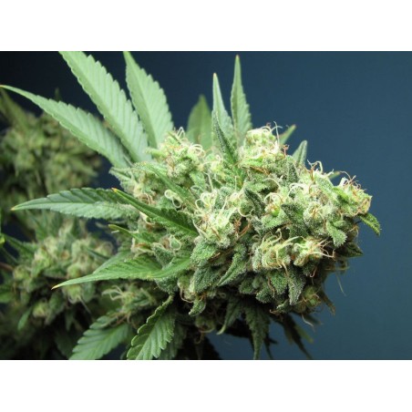 Green Crack Femminizzata - Cali Connection