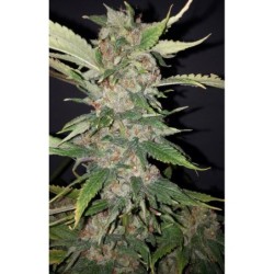 Purple Crack Femminizzata - Cali Connection