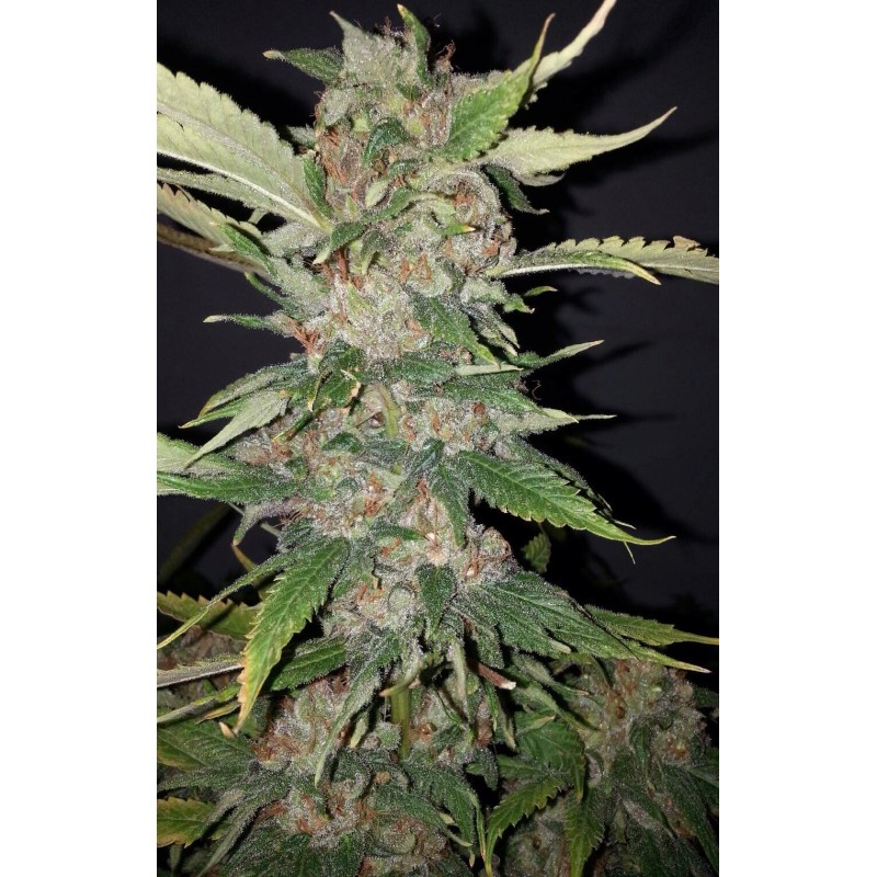 Purple Crack Femminizzata - Cali Connection