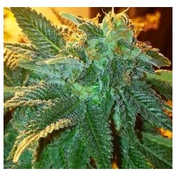 Alien OG Femminizzata - Cali Connection