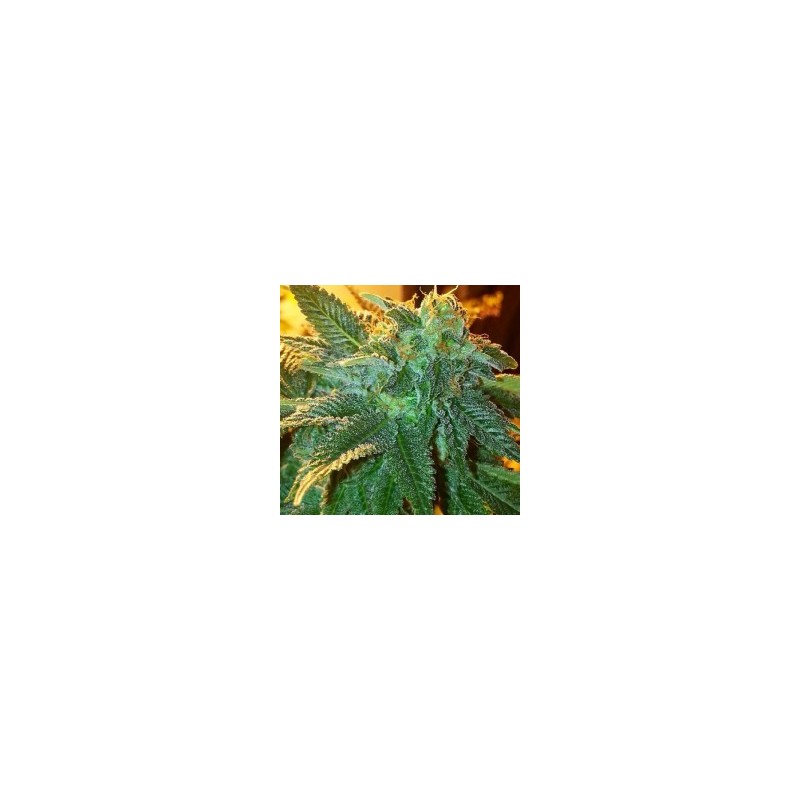 Alien OG Femminizzata - Cali Connection