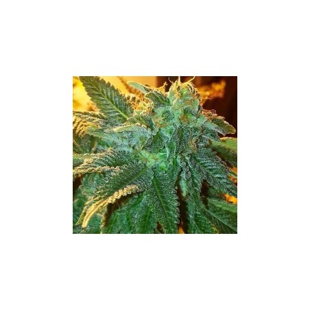 Alien OG Femminizzata - Cali Connection