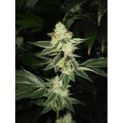 Louis XIII OG Femminizzata - Cali Connection