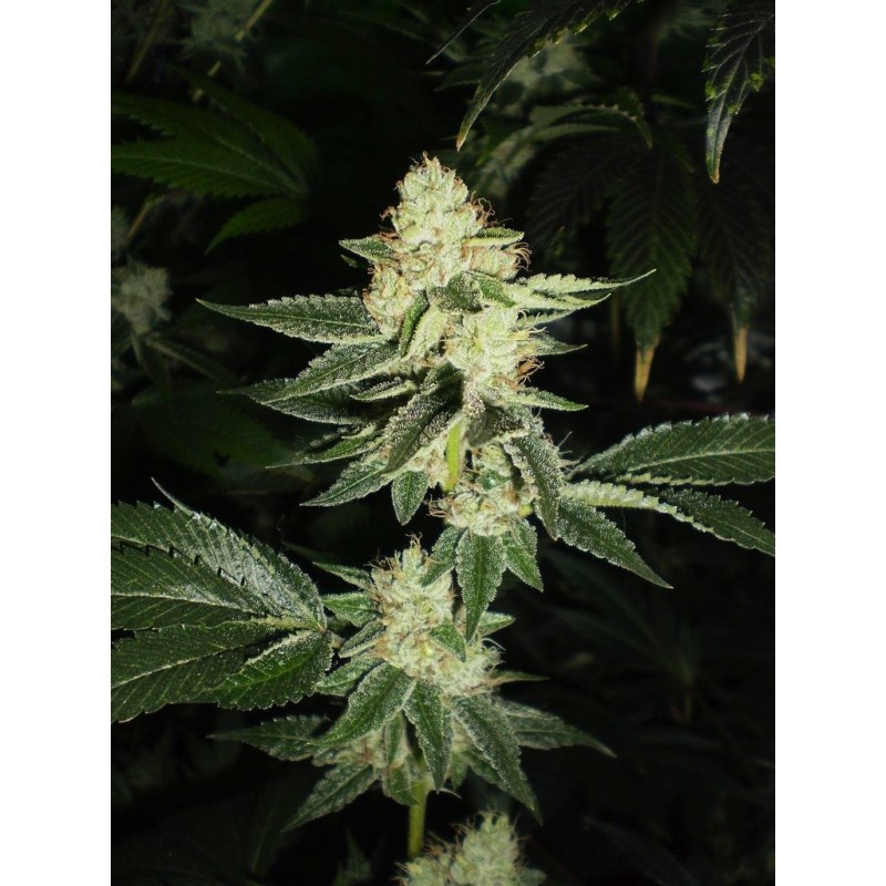 Louis XIII OG Femminizzata - Cali Connection