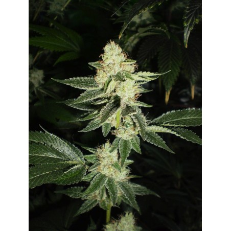Louis XIII OG Femminizzata - Cali Connection