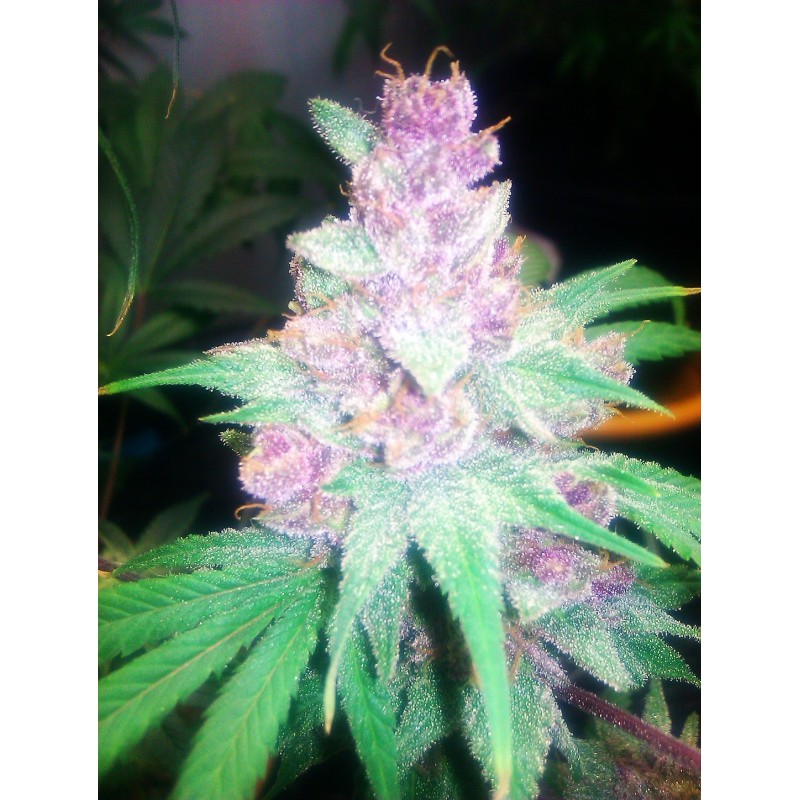 Grape Kush Femminizzata - Cali Connection