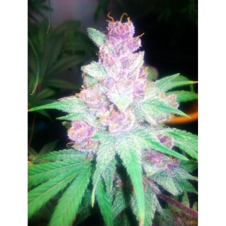 Grape Kush Femminizzata - Cali Connection