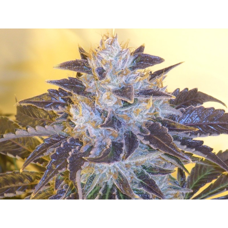 Grape OG Femminizzata - Cali Connection