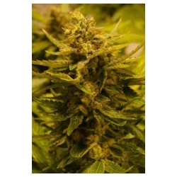 OG CBD Femminizzata - Cali Connection